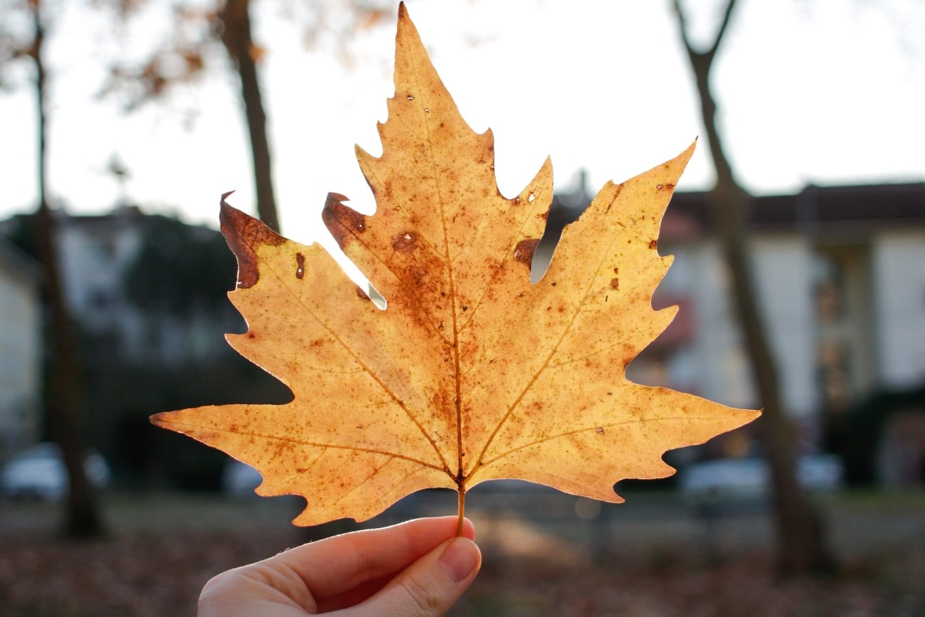 hand holding a leaf