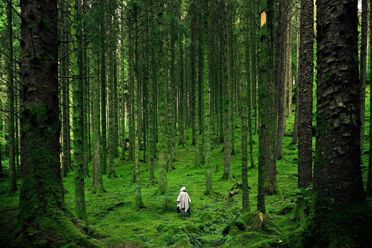 person walking through a forest