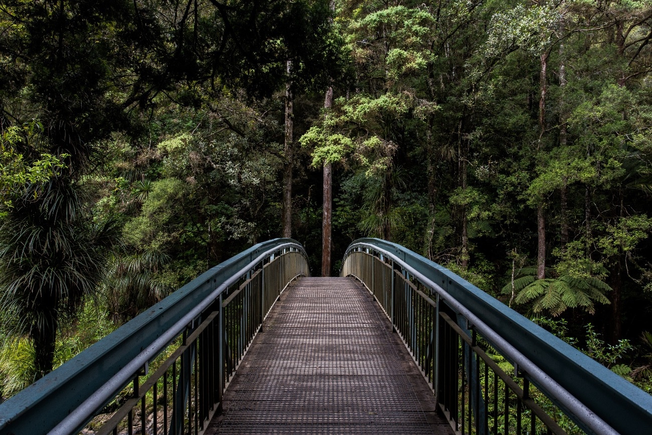 bridge inside of the forest